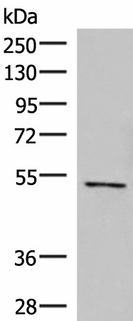 POLD2 Polyclonal Antibody (E-AB-52969)