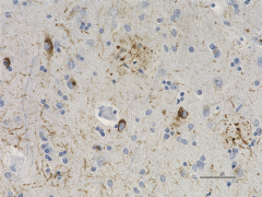 Purified anti-Tau Nitrated (Tyr29) Antibody (Previously Covance catalog# SIG-39439) (829804)