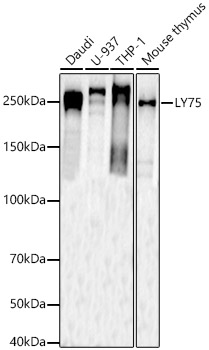 LY75 Polyclonal Antibody (E-AB-90056)