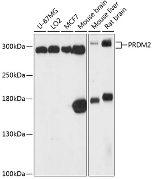 PRDM2 Polyclonal Antibody (E-AB-90589)