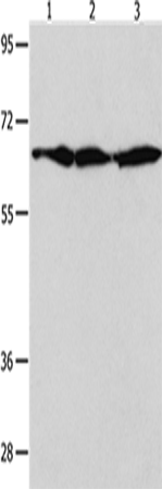 AIFM1 Polyclonal Antibody (E-AB-10123)