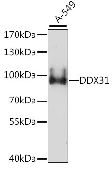 DDX31 Polyclonal Antibody (E-AB-66617)