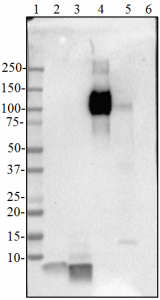 Anti-β-Amyloid, 1-16 Antibody (Previously Covance catalog# SIG-39300) (803014)