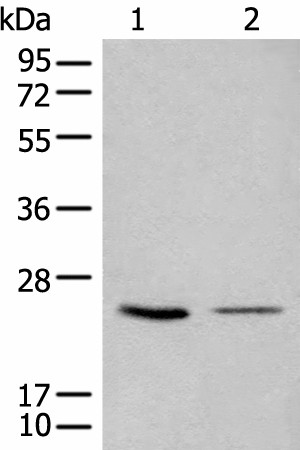 CDCA4 Polyclonal Antibody (E-AB-52530)