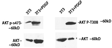 Phospho-Pan-Akt (Ser473) Polyclonal Antibody (E-AB-20802)