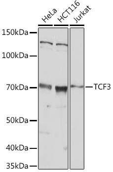 TCF3 Polyclonal Antibody (E-AB-92167)