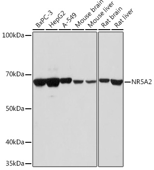 NR5A2 Polyclonal Antibody (E-AB-66126)