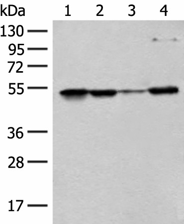 RRP1 Polyclonal Antibody (E-AB-18726)