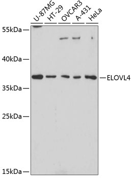 ELOVL4 Polyclonal Antibody (E-AB-65447)