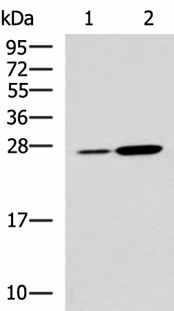 NQO2 Polyclonal Antibody (E-AB-19182)