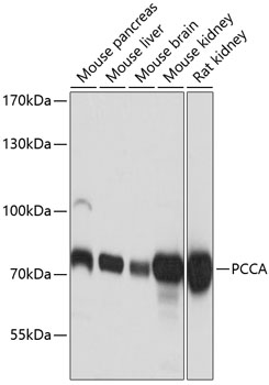 PCCA Polyclonal Antibody (E-AB-63961)