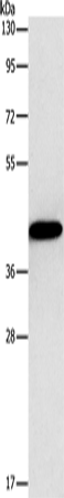 Connexin-45 Polyclonal Antibody (E-AB-13162)