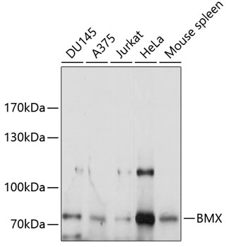 BMX Polyclonal Antibody (E-AB-92719)