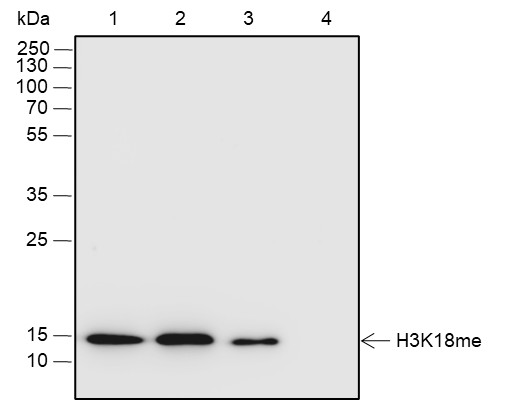 Recombinant Histone H3 (Mono Methyl Lys18) Monoclonal Antibody (AN302116L)