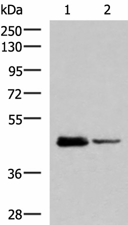 DDI2 Polyclonal Antibody (E-AB-18646)