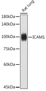ICAM1 Polyclonal Antibody (E-AB-93261)