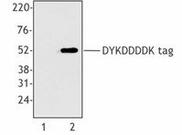 Ultra-LEAF™ Purified anti-DYKDDDDK Tag Antibody (637327)