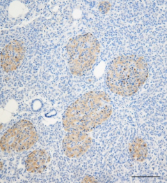 Purified anti-LRRK2 Antibody (Previously Covance catalog# SIG-39840)