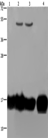 IL17C Polyclonal Antibody (E-AB-13324)