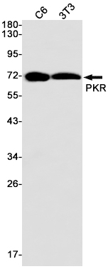 Recombinant PKR Monoclonal Antibody (E-AB-81597)