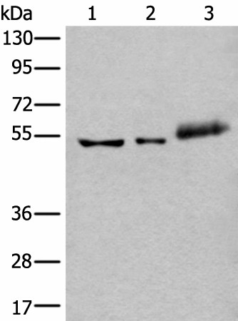 YY2 Polyclonal Antibody (E-AB-19572)