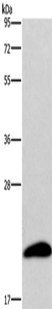 AURKAIP1 Polyclonal Antibody (E-AB-10976)