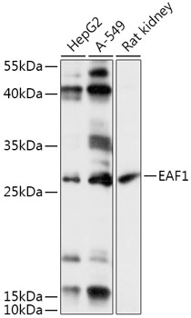 EAF1 Polyclonal Antibody (E-AB-91914)