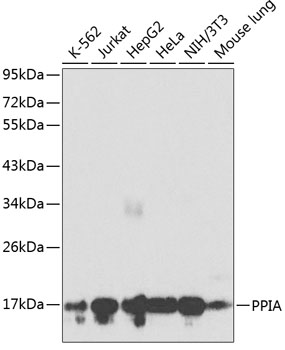 PPIA Polyclonal Antibody (E-AB-60133)