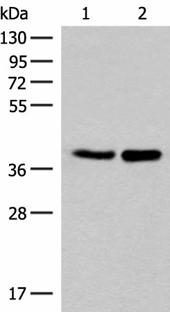 FAM84B Polyclonal Antibody (E-AB-17945)