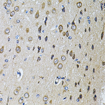 PTPRE Polyclonal Antibody (E-AB-61586)