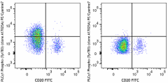 PE/Cyanine7 anti-PLCγ1 Phospho (Tyr783) Antibody (612407)