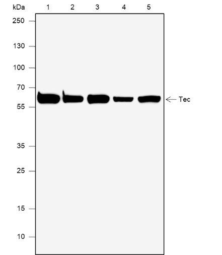 Recombinant Tec Monoclonal Antibody (AN301901L)