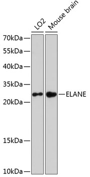 ELANE Polyclonal Antibody (E-AB-64417)
