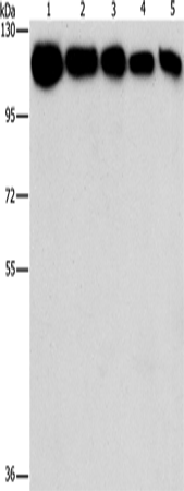 HK2 Polyclonal Antibody (E-AB-14706)