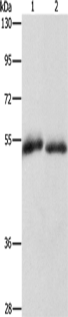CD36 Polyclonal Antibody (E-AB-13124)