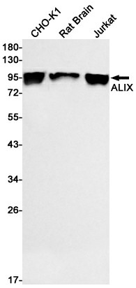 Recombinant ALIX Monoclonal Antibody (E-AB-81456)
