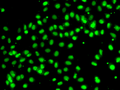 MEPCE Polyclonal Antibody (E-AB-61539)