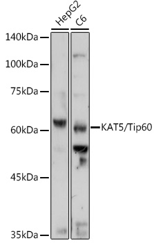 KAT5 Polyclonal Antibody (E-AB-61780)