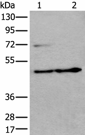 PRKAR2A Polyclonal Antibody (E-AB-52196)