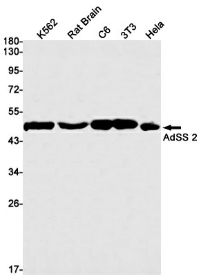 Recombinant AdSS 2 Monoclonal Antibody (E-AB-81526)