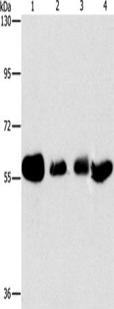 API5 Polyclonal Antibody (E-AB-16168)