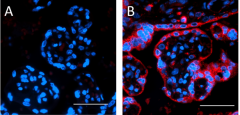 Purified anti-NOS3 (eNOS) Antibody (626751)