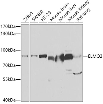 ELMO3 Polyclonal Antibody (E-AB-61569)