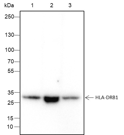 Recombinant HLA-DRB1 Monoclonal Antibody (AN301553L)