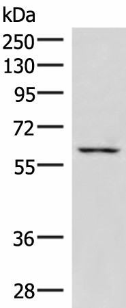 JRKL Polyclonal Antibody (E-AB-52058)