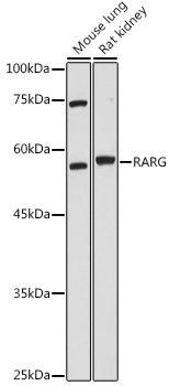 RARG Polyclonal Antibody (E-AB-67872)