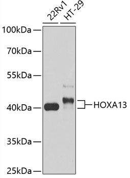 HOXA13 Polyclonal Antibody (E-AB-64890)