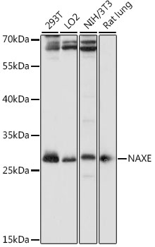 NAXE Polyclonal Antibody (E-AB-91369)