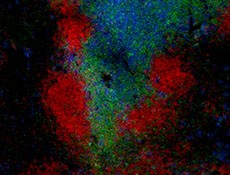 Alexa Fluor® 594 anti-mouse/human CD45R/B220 Antibody (103254)