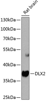 DLX2 Polyclonal Antibody (E-AB-67984)